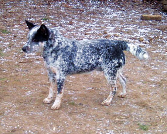 Bubba 1
