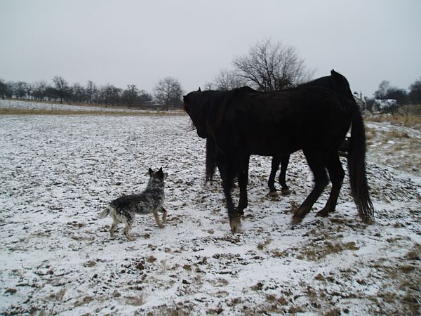 Bubba and horses4